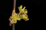 Southern spicebush <BR>Pondberry